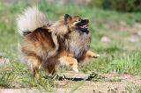 SPITZ ALLEMAND 276